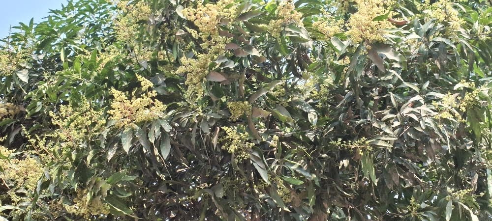 आम के पेड़ों में इस वर्ष अधिक मंजर, बेहतर फल होने की उम्मीद