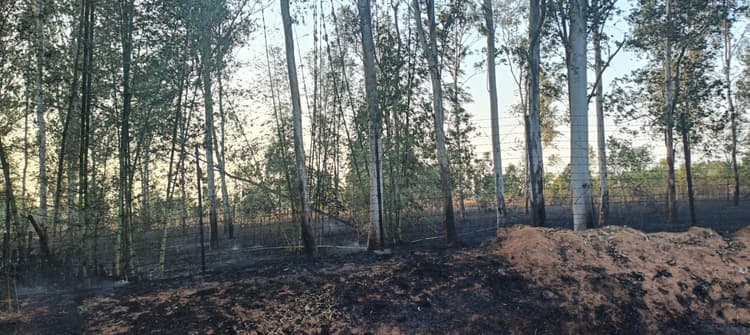 Giridih News :नर्सरी में आग लगने से पौधे झुलसे