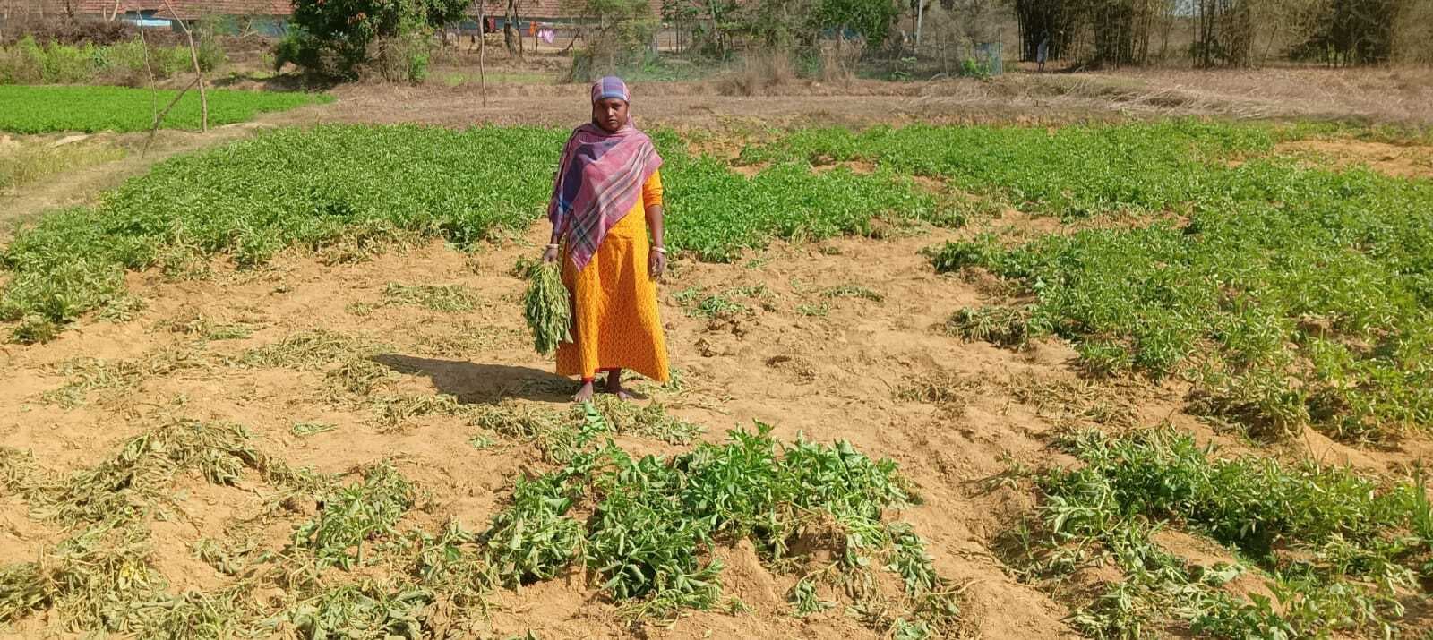 East Singbhum News : चाकुलिया में हाथियों ने आलू, प्याज, गोभी, टमाटर व केले के पौधों को बर्बाद किया, किसान हताश