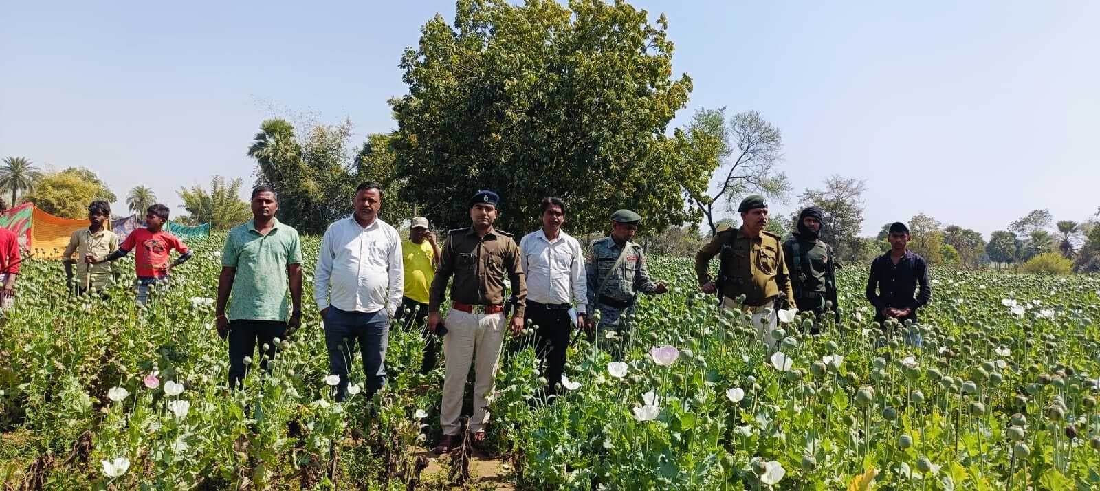 पुलिस ने दो एकड़ भूमि में लगे अफीम को किया नष्ट