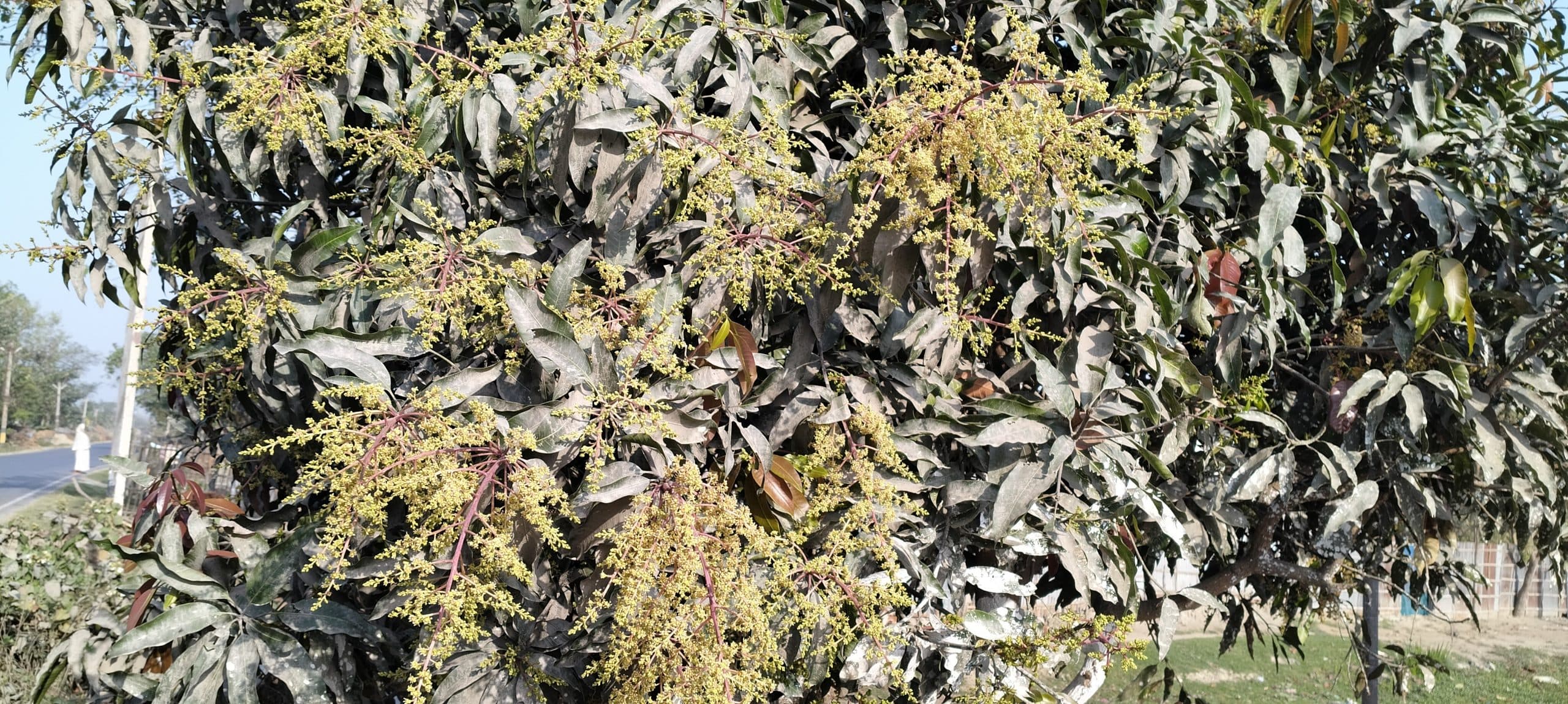 आम के बगान में मंजर देख गदगद हो रहे किसान, अच्छी फसल होने की उम्मीद