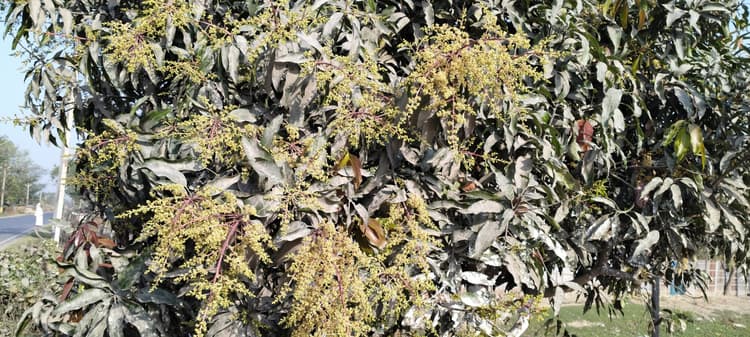 आम के बगान में मंजर देख गदगद हो रहे किसान, अच्छी फसल होने की उम्मीद