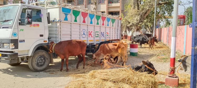 बंगाल तस्करी के लिए ले जाये जा रहे 26 पशु बरामद, ट्रक जब्त