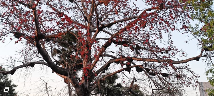 मधुमक्खी के हमले से दर्जनों लोग घायल