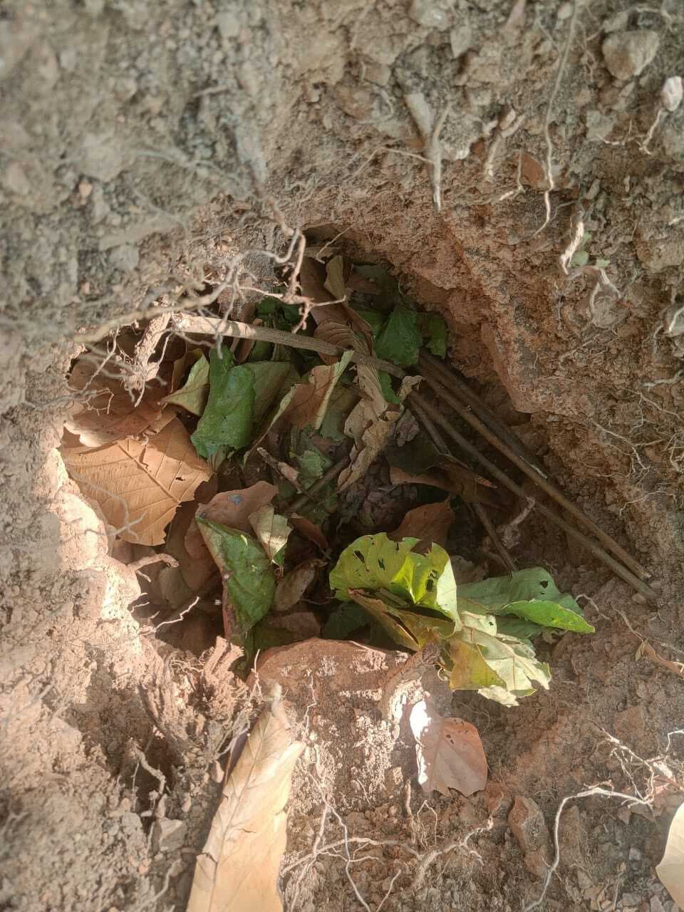 west singhbhum news : छोटानागरा जंगल से 5-5 किलो के तीन आइइडी बरामद