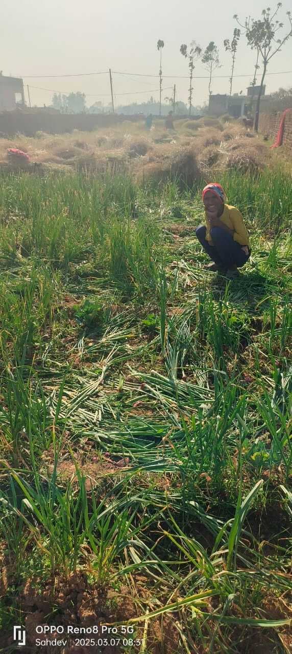 Giridih News : 32 हाथियों का झुंड पहुंचा बिरनी, दहशत का माहौल