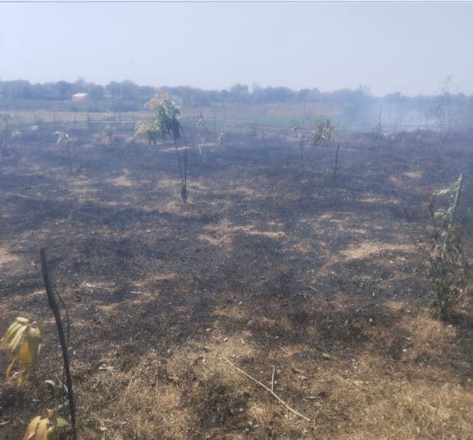 बगीचे में लगी आग, सैकड़ों आम के पौधे जलकर राख