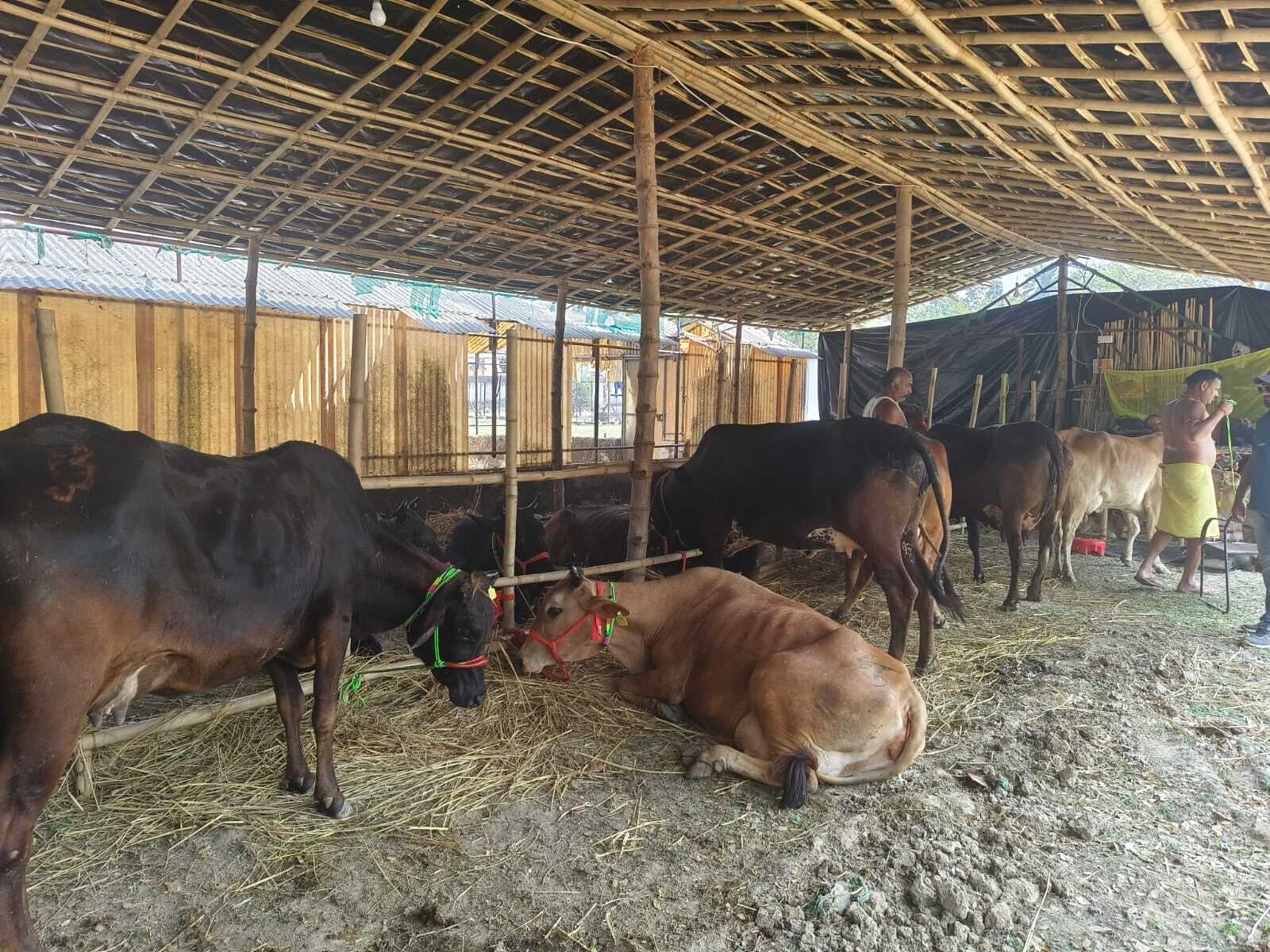 नहीं रुचि ले रहे हैं पशु सप्लायर