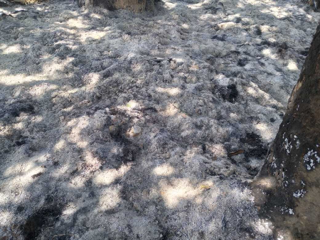 असामाजिक तत्वों ने मसूर व सरसों के फसल में लगायी आग