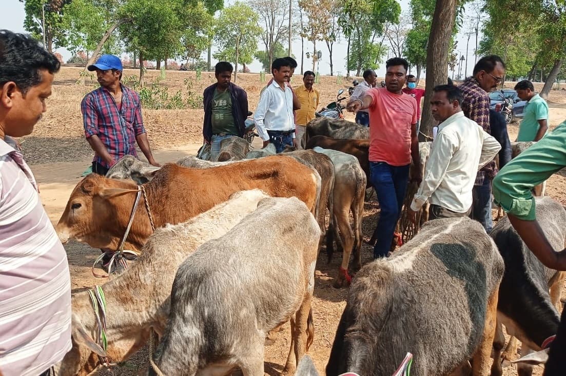 Bokaro News : 35 पशु लदा ट्रक जब्त, चालक फरार