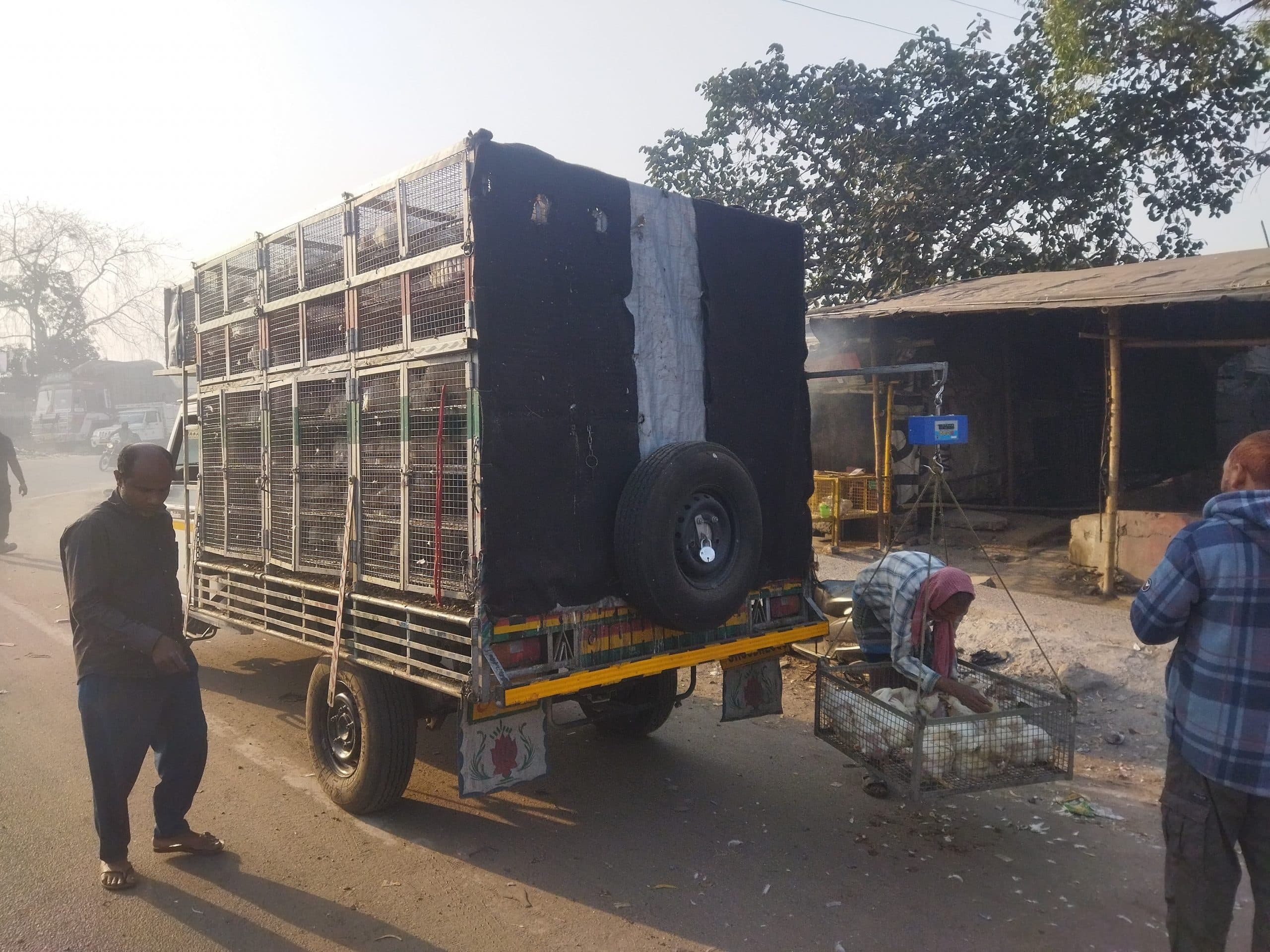 Bokaro News : बोकारो में बर्ड फ्लू की पुष्टि के बाद विभाग सतर्क