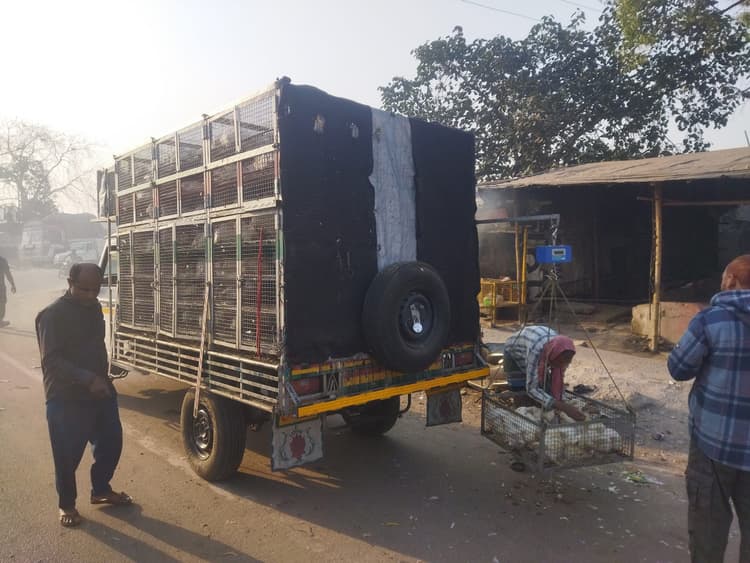 Bokaro News : बोकारो में बर्ड फ्लू की पुष्टि के बाद विभाग सतर्क