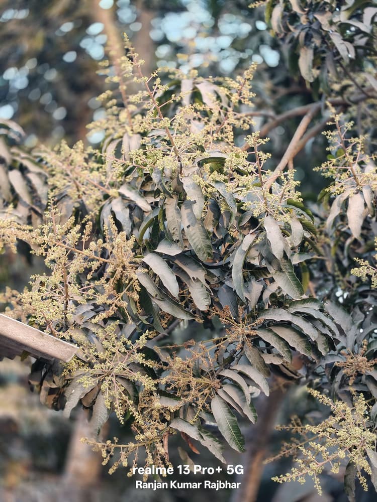 बसंत के आगमन का एहसास करा रहा आम की टहनियों पर आया मंजर