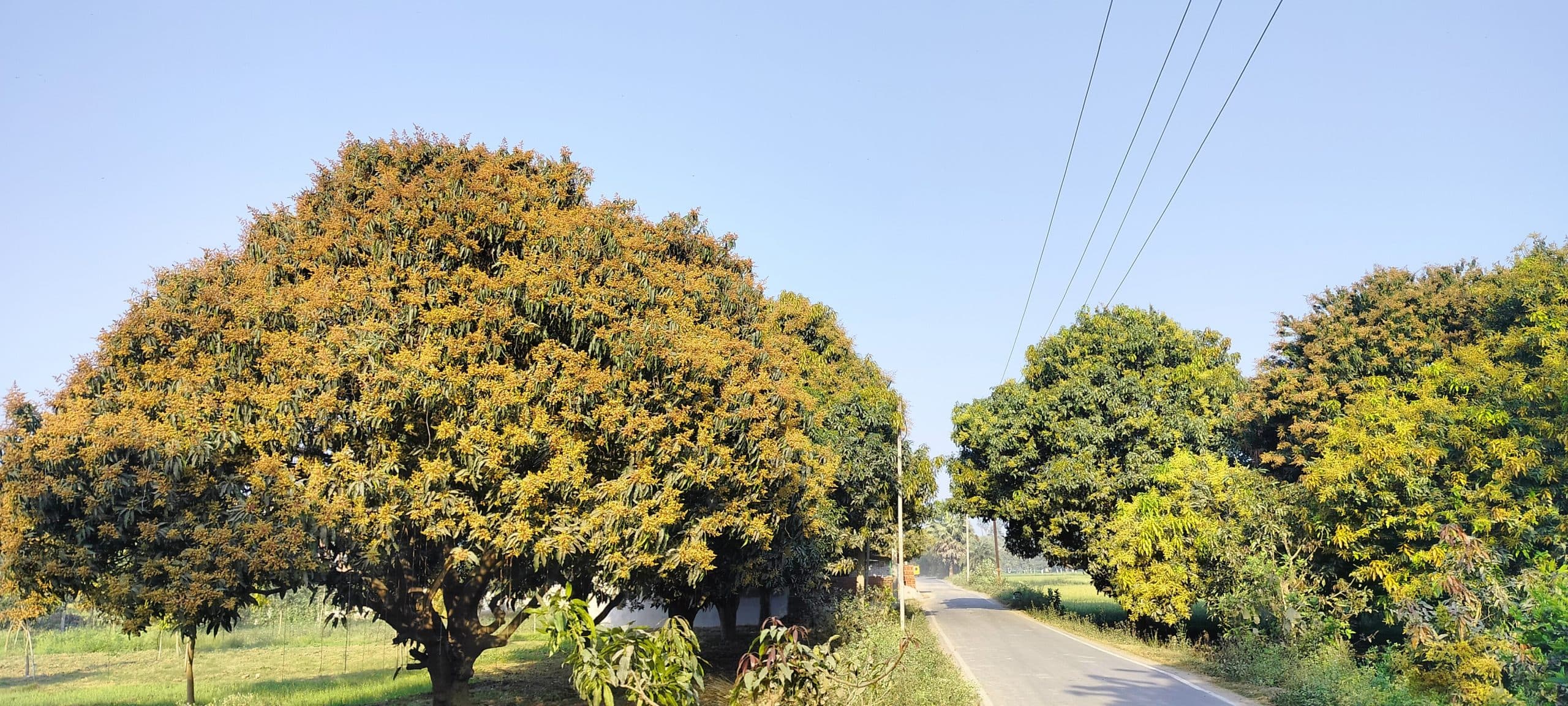 मंजर से लहलहा रही आम की बगिया