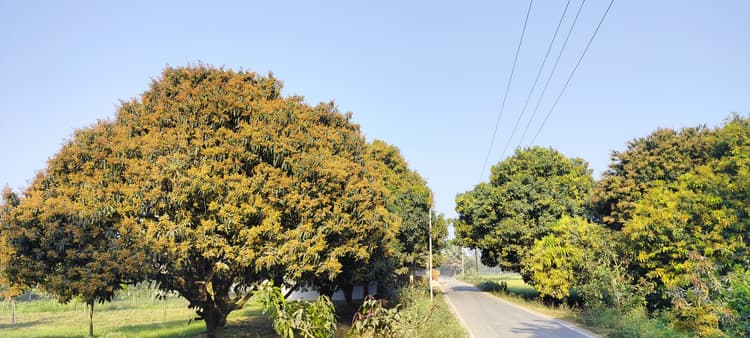 मंजर से लहलहा रही आम की बगिया