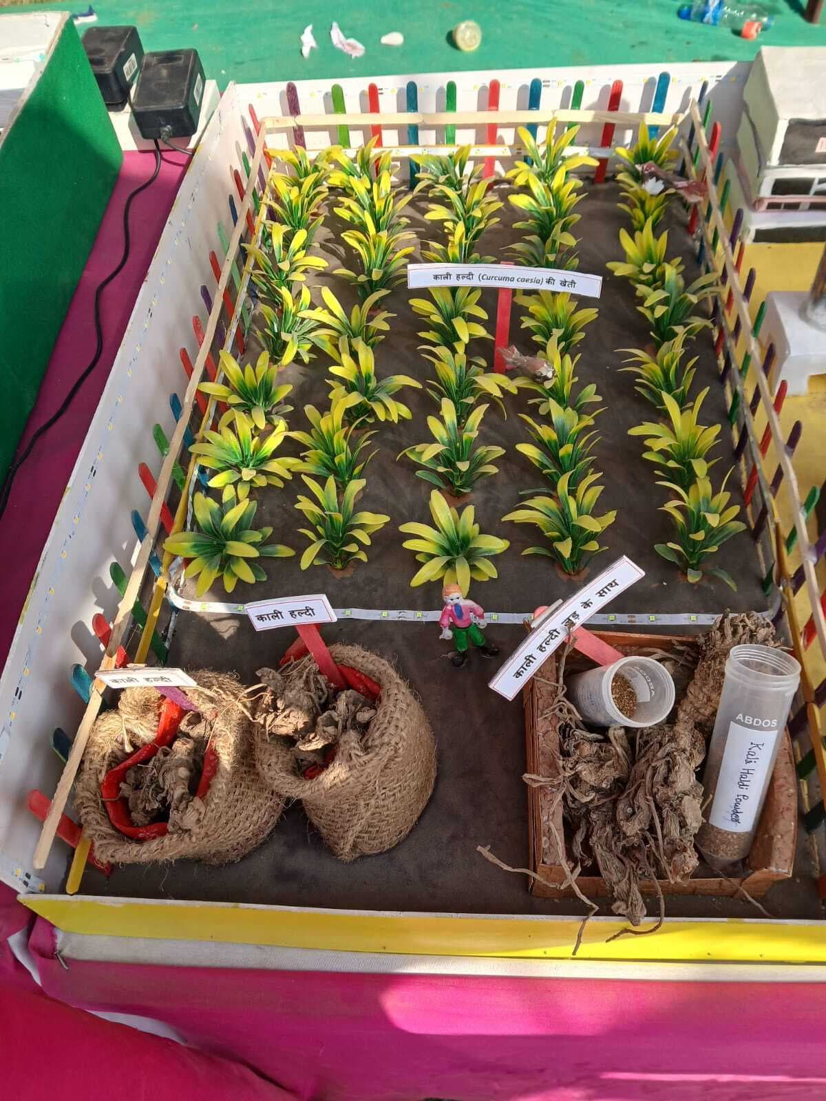 Bhagalpur News: किसान मेला में आकर्षण का केंद्र रही दुर्लभ प्रजाति की काली हल्दी