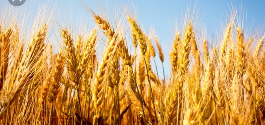 होलिका दहन में गेहूं के बालियों की दी जाती है आहुति