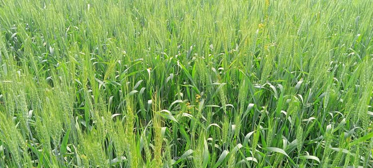 Samastipur News: प्रेमी की जमीन में हुआ प्रेमिका मनीषा का अंतिम संस्कार, बेटी ने दी मुखाग्नि