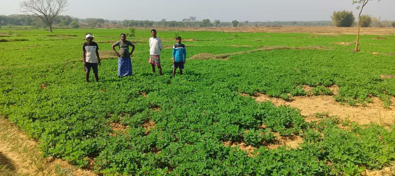 East Singhbhum News : चाकुलिया में पहली बार हुई आलू व बादाम की खेती