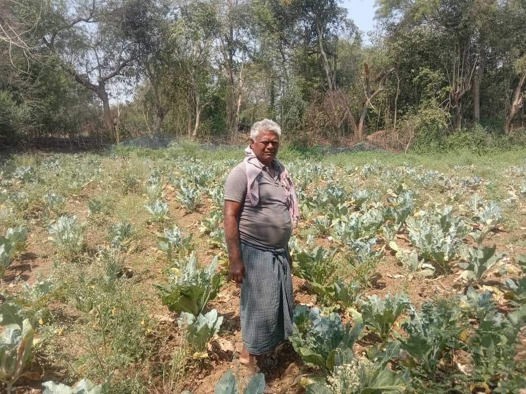 East Singhbhum News : बारिश से फूलगोभी की फसल बर्बाद, खेत में छोड़ रहे किसान