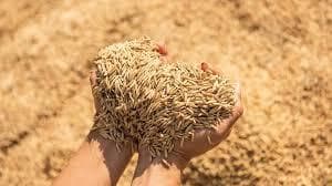 Ranchi News : लक्ष्य प्राप्त करने के लिए किसानों से हर दिन खरीदना होगा एक लाख क्विंटल धान