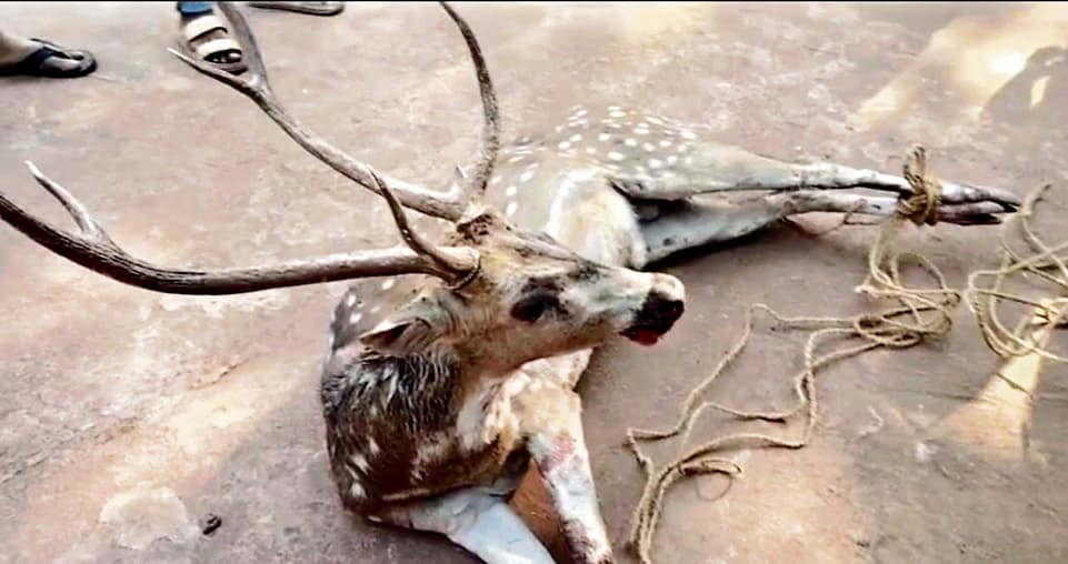 Rourkela News: कोइड़ा सीएचसी में जख्मी हालत में मिले हिरण की इलाज के दौरान मौत