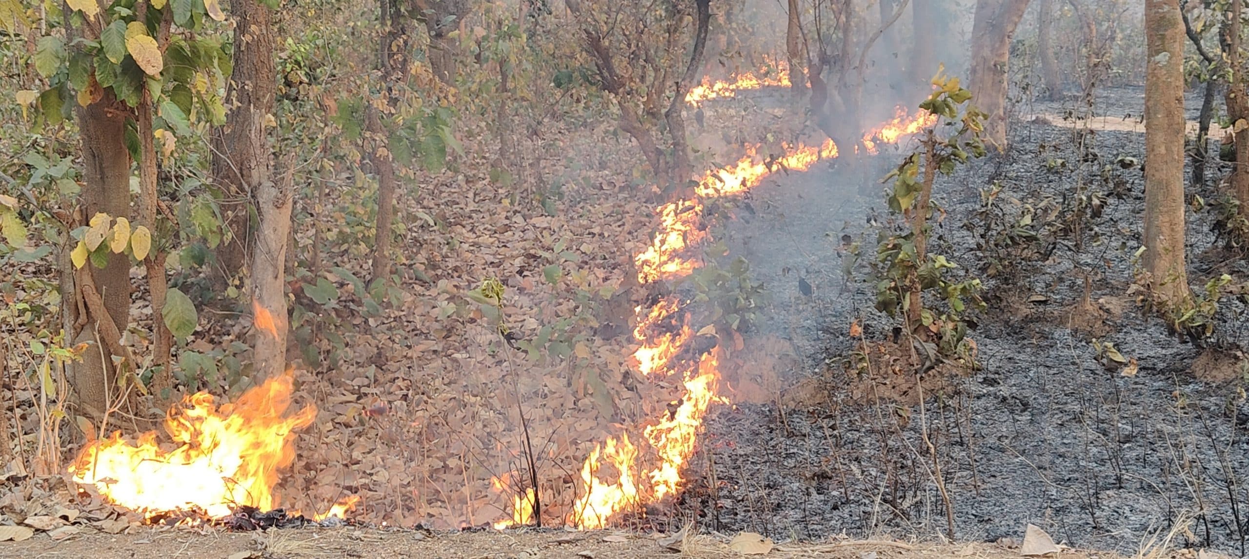 Bokaro News : जंगल में लगी भीषण आग