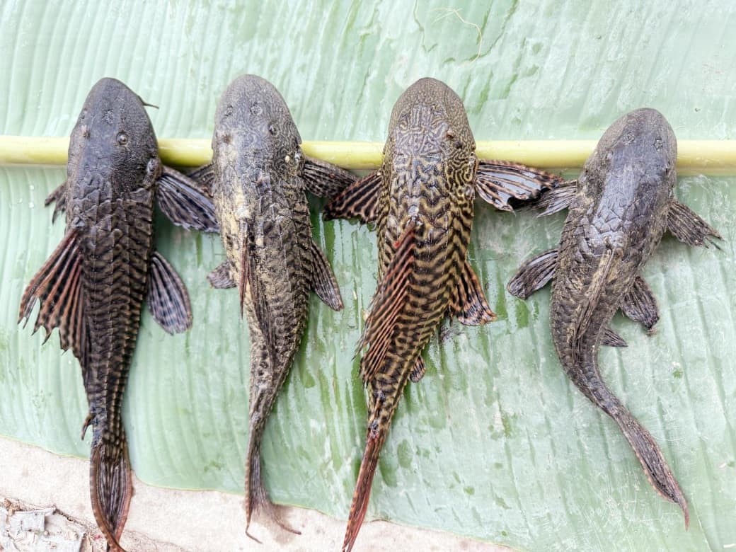 सीमावर्ती क्षेत्र के अरुणा नदी में मिली दुर्लभ प्रजाति की मछली