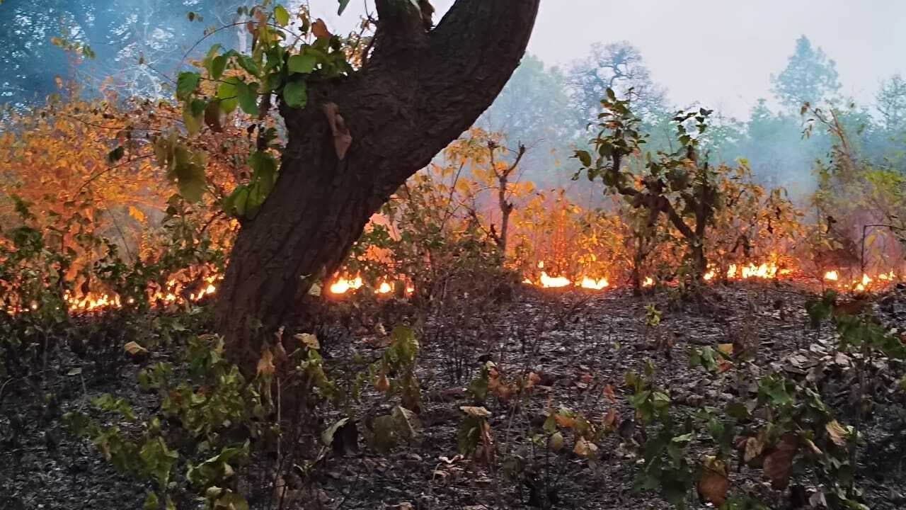 East Singhbhum News : गुड़ाबांदा से सटे जंगल धधक रहा आग, पेड़-पौधे व वन्य प्राणियों को क्षति