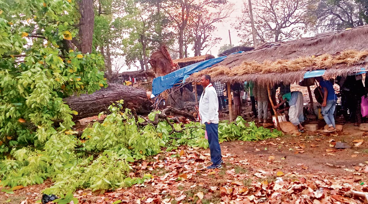 seraikela kharsawan news: कुचाई साप्ताहिक हाट में गिरा विशाल पेड़, चार झोपड़ियां ध्वस्त