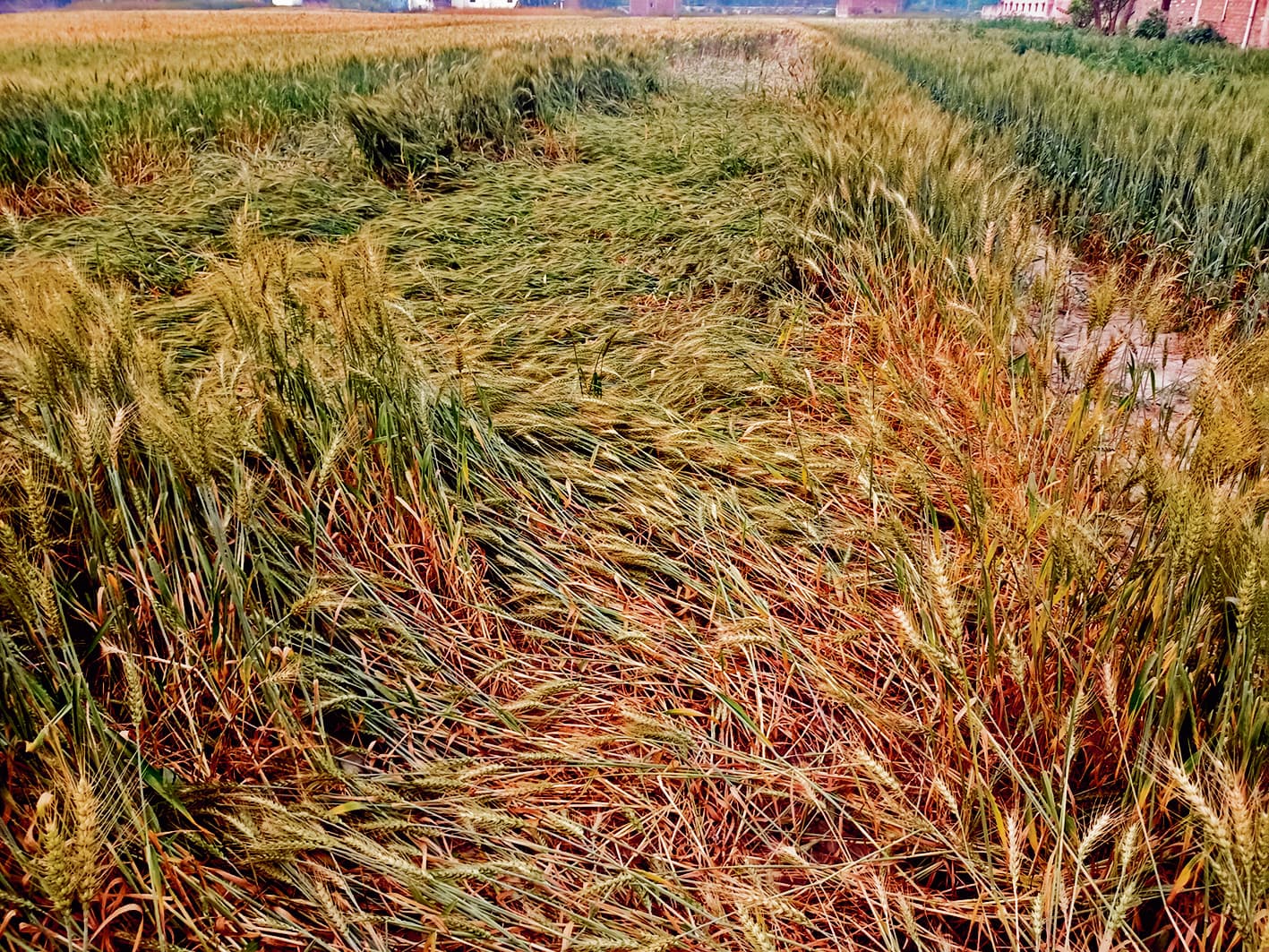 Chhapra News : तेज पछुआ हवा से घट रही खेतों की नमी, चिंता में किसान