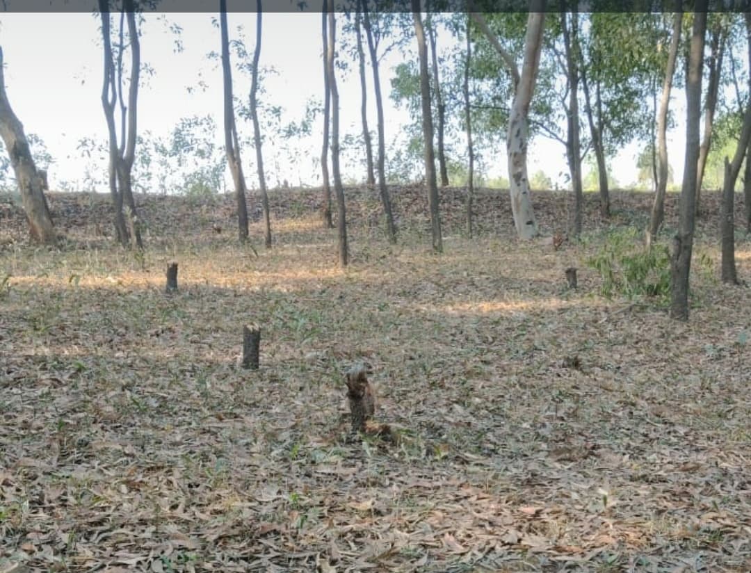 Giridih News : वन क्षेत्र में धड़ल्ले से हो रही है पेड़ों की कटाई, मूकदर्शक बना हुआ है वन विभाग