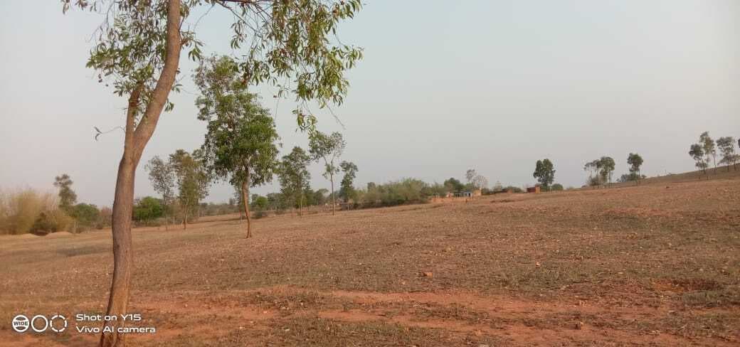 नारायणपुर में ईंधन के लिए प्रतिदिन हो रही है हरे पेडों की कटाई