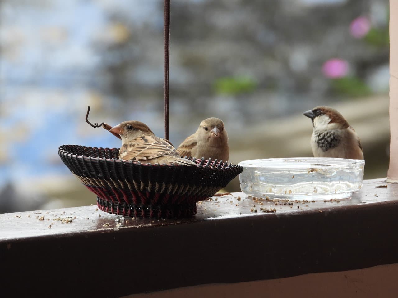 Bhagalpur News: बढ़ते शहरीकरण के कारण गोरैया के रहने व खाने पर आफत