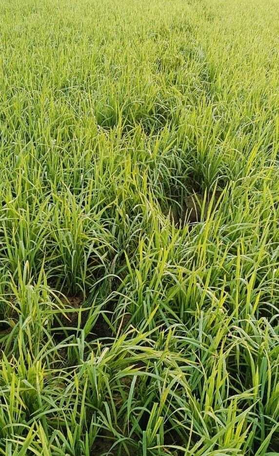 East Singhbhum News : बरसोल के सोनाकोड़ा गांव में हाथियों का उत्पात, गरमा धान की फसल बर्बाद