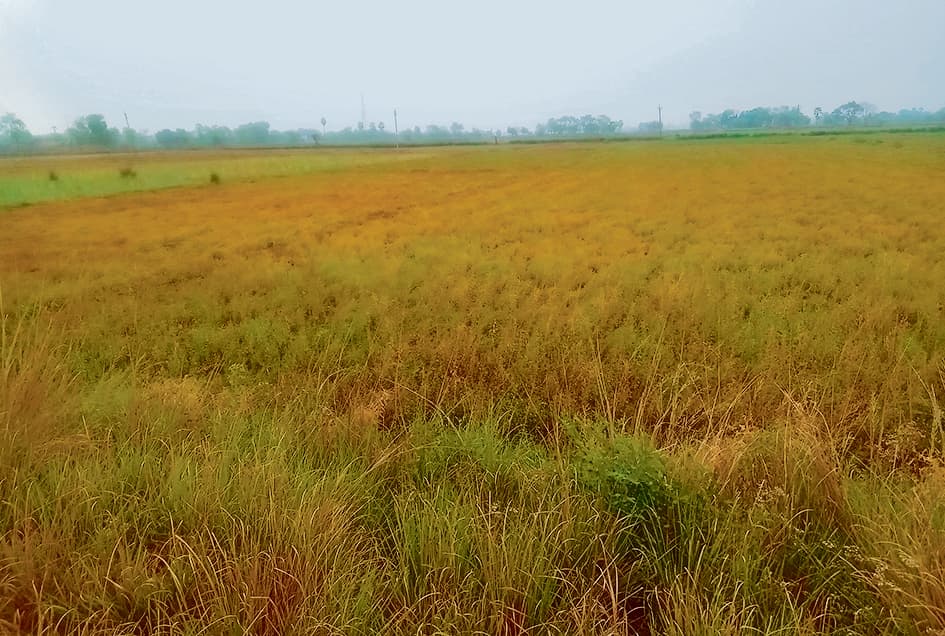 बेमौसम बरसात से दलहनी फसलों के बर्बादी के आसार, सहमे हैं किसान