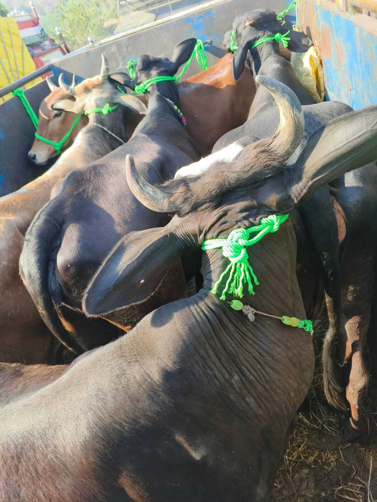 Giridih News :छह मवेशियों से लदा वाहन पकड़ाया