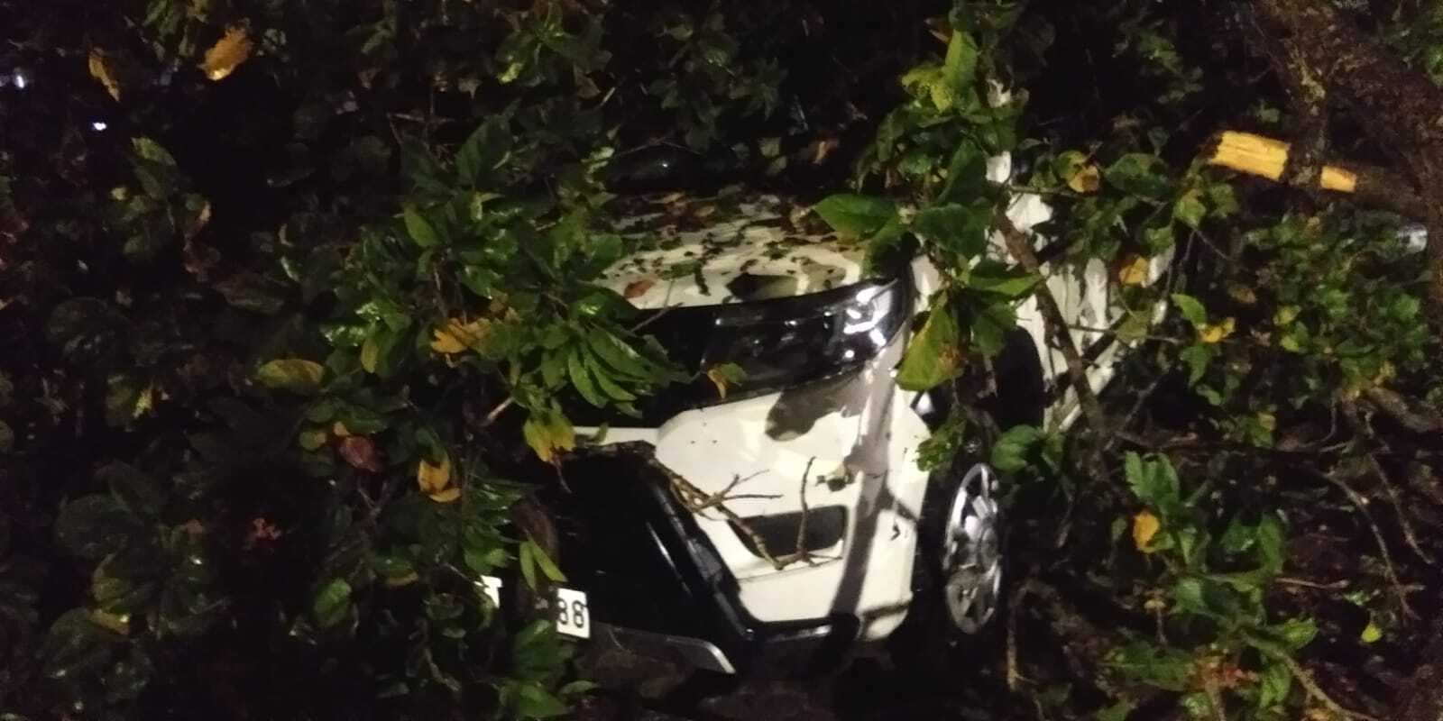 West Singhbhum News : आंधी-पानी से कई पेड़ गिरे, बिजली गुल