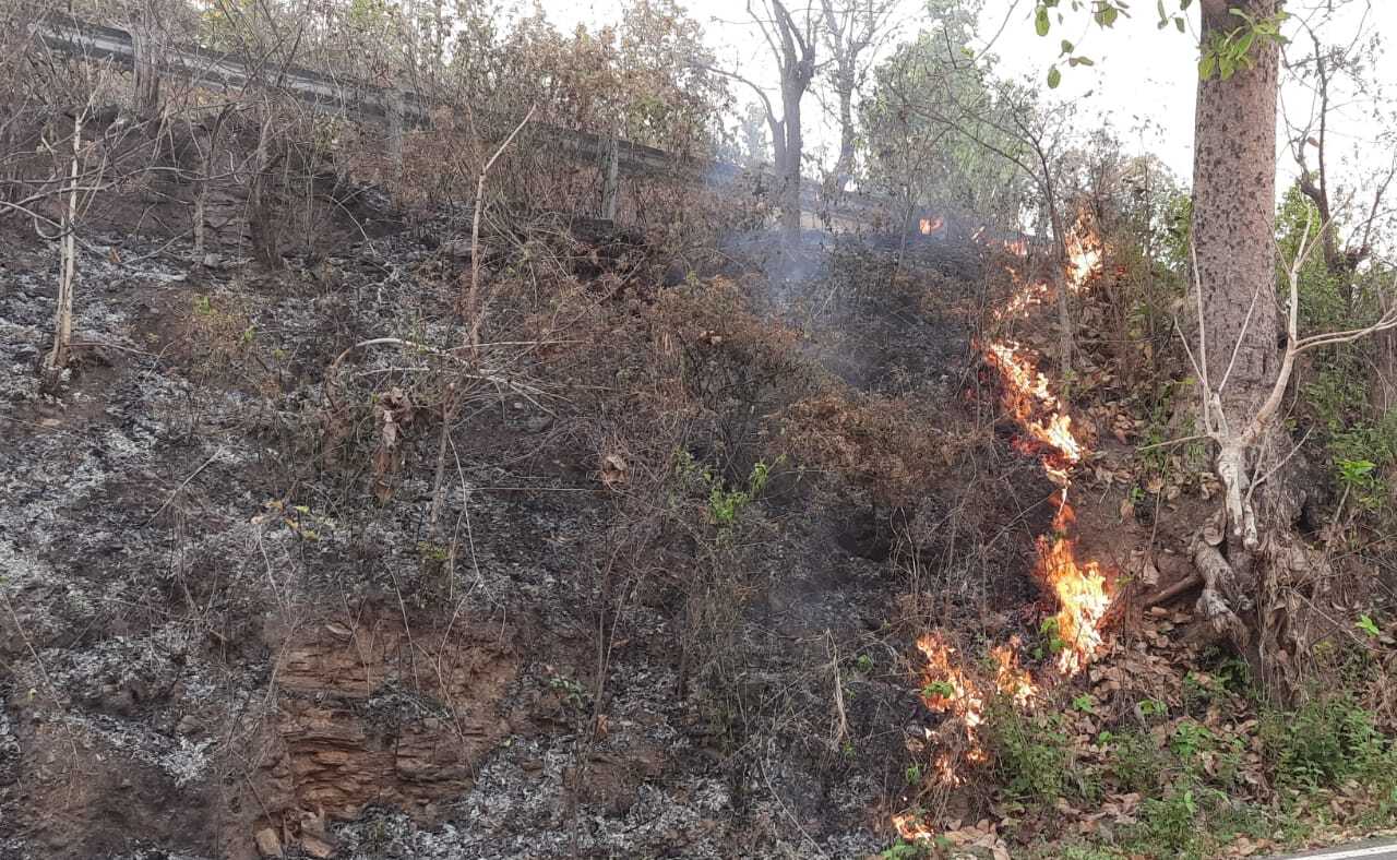 West Singhbhum News : टेबो जंगल में बदमाशों ने लगायी आग, पेड़-पौधों को नुकसान