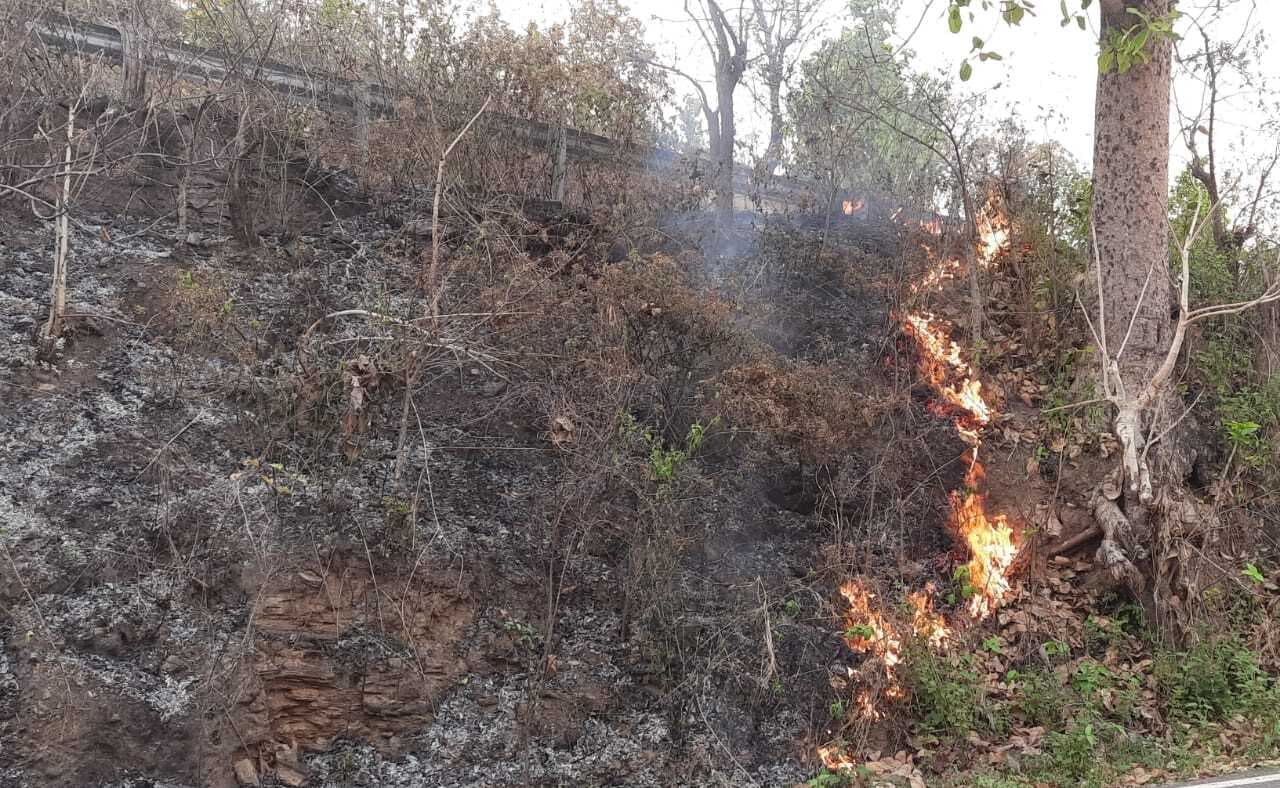 West Singhbhum News : टेबो जंगल में बदमाशों ने लगायी आग, पेड़-पौधों को नुकसान