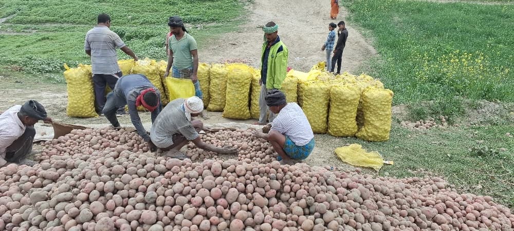 आलू को बाजार के दामों पर बिक्री करने को विवश है किसान