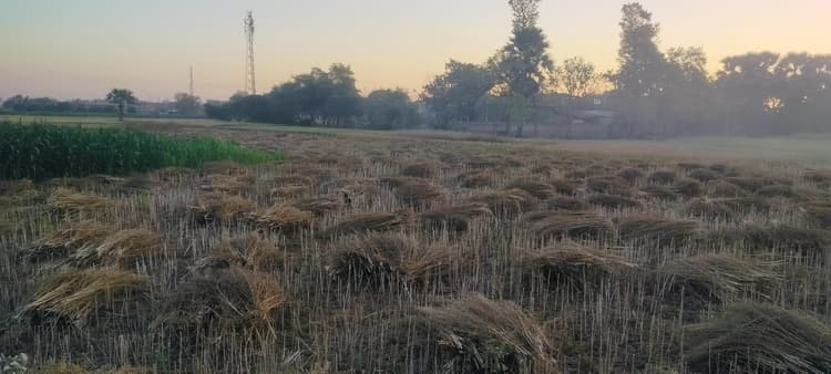 बारिश से तिलहन व दलहन फसल को नुकसान