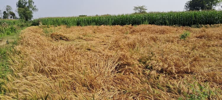 बारिश से मक्का व गेहूं की फसल को पहुंचा फायदा