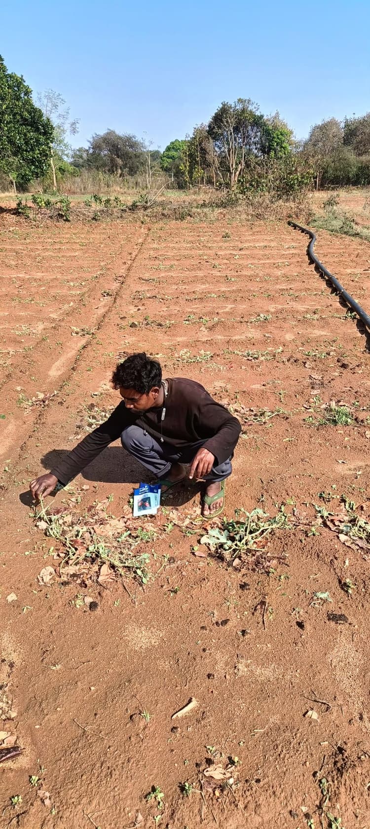 ओलावृष्टि से फसल बर्बाद