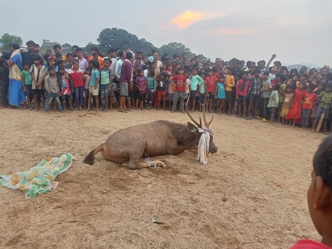जंगल से भटक कर गांव पहुंचा हिरण, जख्मी