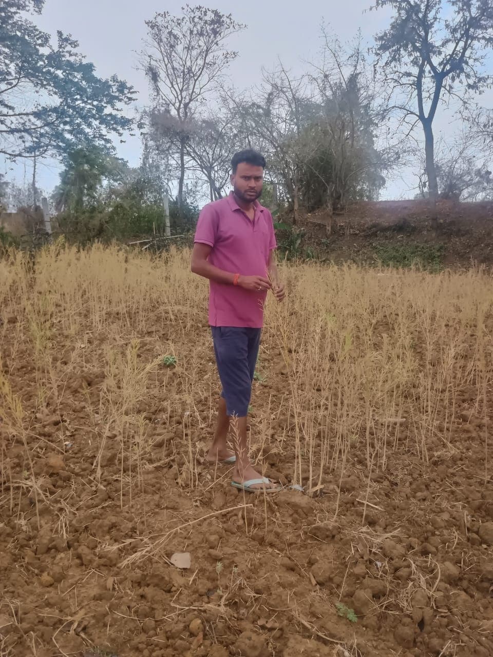 Bokaro News : बेमौसम बारिश से किसान परेशान, फसलें प्रभावित