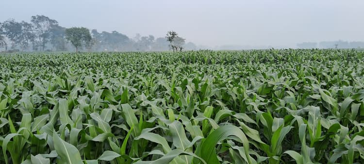 बालू की मोटी परत को किसानों ने मेहनत से बनाया उपजाऊ, मक्के की खेती कर हो रहे समृद्ध