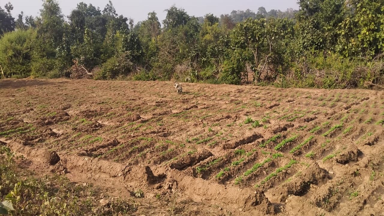 Ranchi News : क्षतिपूरक वनरोपण के लिए वन भूमि का उपयोग कर सकती हैं कंपनियां