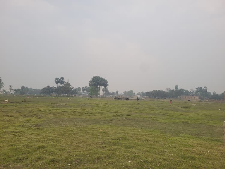 Madhubani News : तेज हवा से आम के मंजर को नुकसान, हल्की बू्ंदाबांदी