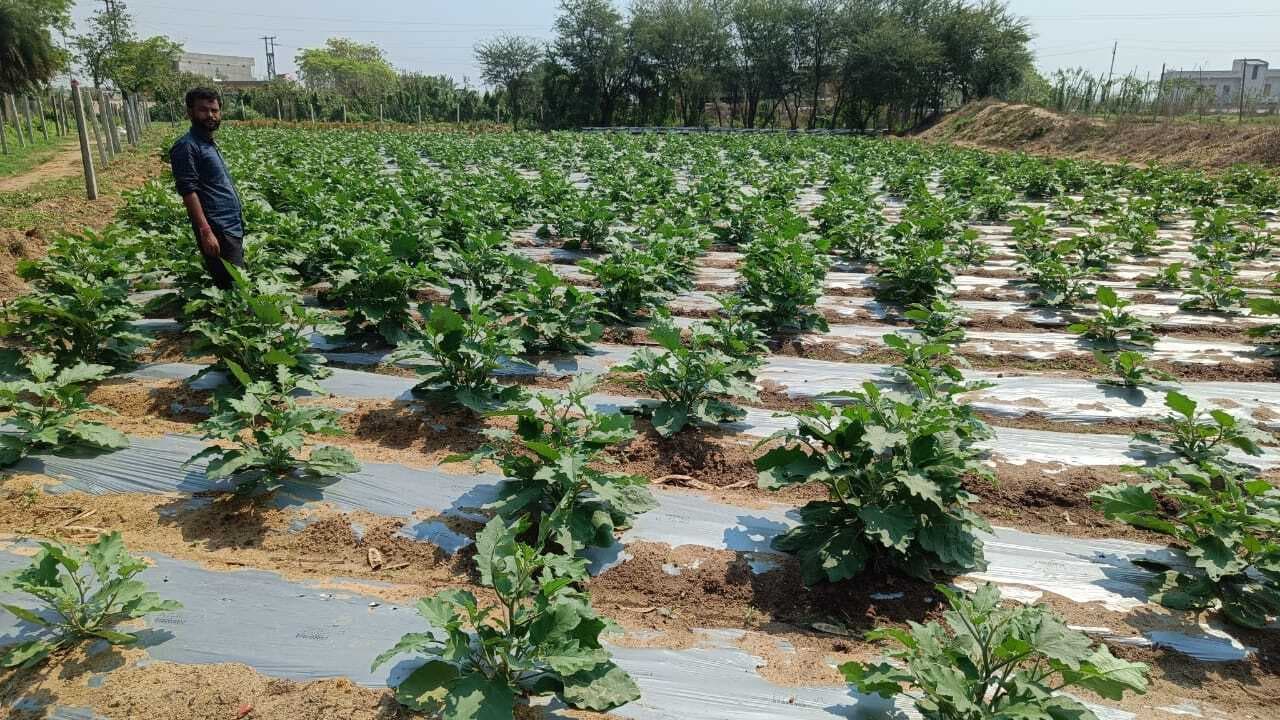 East Singhbhum News : बहरागोड़ा में 25 एकड़ के कृषि फार्म हाउस में नयी तकनीक से हो रही खेती